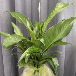 Floating Lily