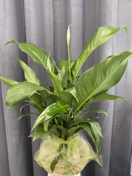 Floating Lily
